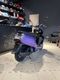 Honda Dunk AF 79 Сиреневый
